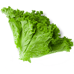 Green-Leaf-Lettuce3 HS TEST